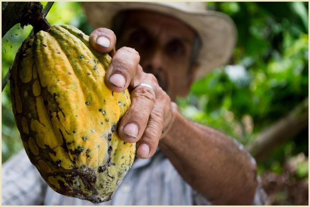Cacao pod (Criollo) in the Soconusco region (Chiapas)