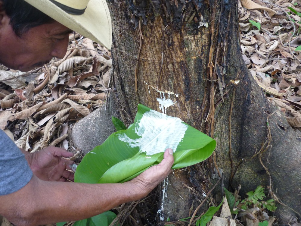 Incroyable, rencontrez des caféiers oui, mais pas des caoutchoucs. Et pourtant, certains planteurs de criollo les exploitent. En fait, les premières plantations de caoutchouc en Amérique furent mexicaines. En 1872, Matias Romero, ambassadeur du Mexique à Washington planta 100 000 castilloas, ici même, sur la rivière Suchiate. (Photo FC)