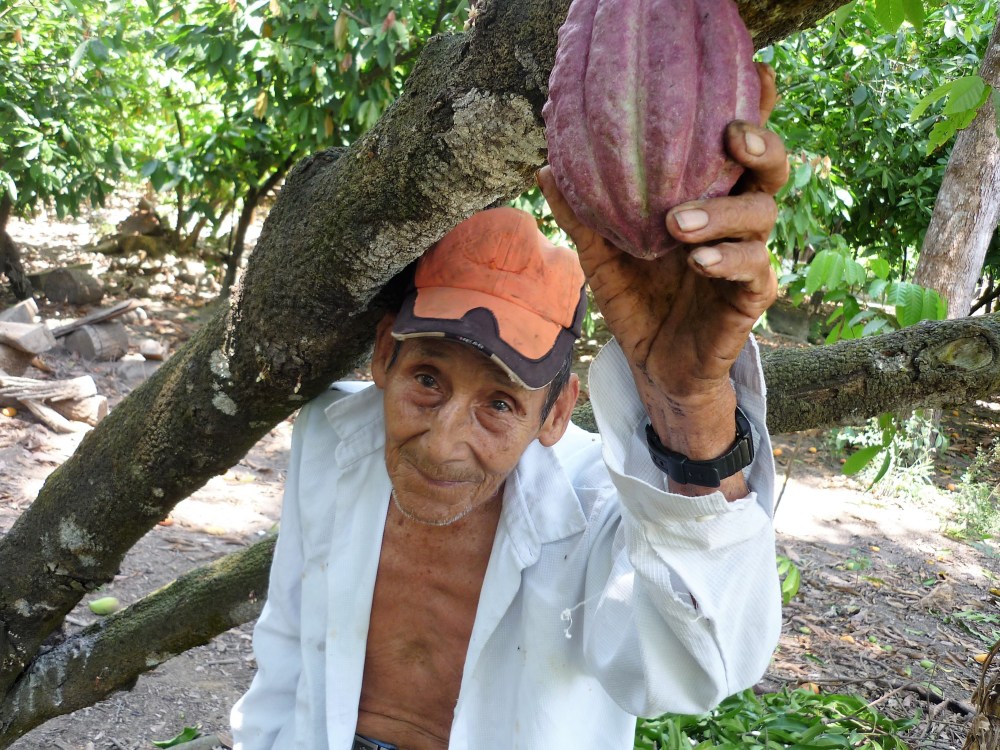 Manuel, comme beaucoup de planteurs est âgé. Il n’a jamais quitté sa plantation près de Mazatan sur la route de la mer où les cacaoyers cohabitent avec les manguiers (Photo FC)