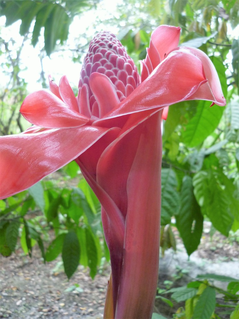 Rose de porcelaine (Etlingera eliator), cette fleur, prise dans cette pépinière près de la municipalité de Tunzantan, est d’une rare beauté, l’une des plus spectaculaires des espèces tropicales, à croire qu’elle est artificielle. Et pourtant Je l’ai croisé au milieu des criollos vers Tunzantan. Les planteurs m’ont parlé de son parfum surprenant lorsqu’elle est en bourgeon (Photo FC)