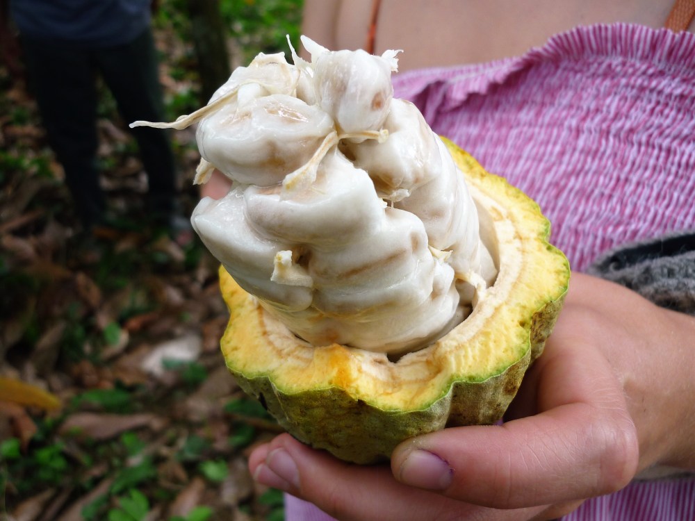 Cacao pod (with beans) split open with machete (native criollo) Photo FC