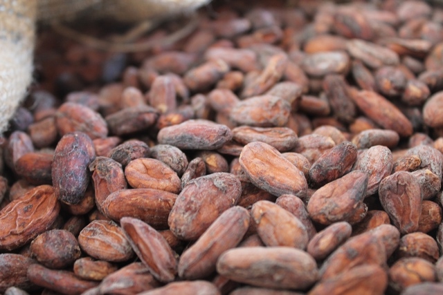 Fèves de Criollo du Soconusco, variété la plus fine des cacaos nobles. Peu acide, très faiblement amer, cette variété développe des arômes et des goûts intenses, profonds, subtiles (un goût de cacao très doux, des arômes secondaires prononcés qui rappellent les noix, le caramel, les myrtilles ou le tabac). En plus, le chocolat issu du criollo concentre un fort pouvoir antioxydant. La production par hectare est aujourd’hui de 200 kilos à l’hectare. L’objectif est d’atteindre la tonne.