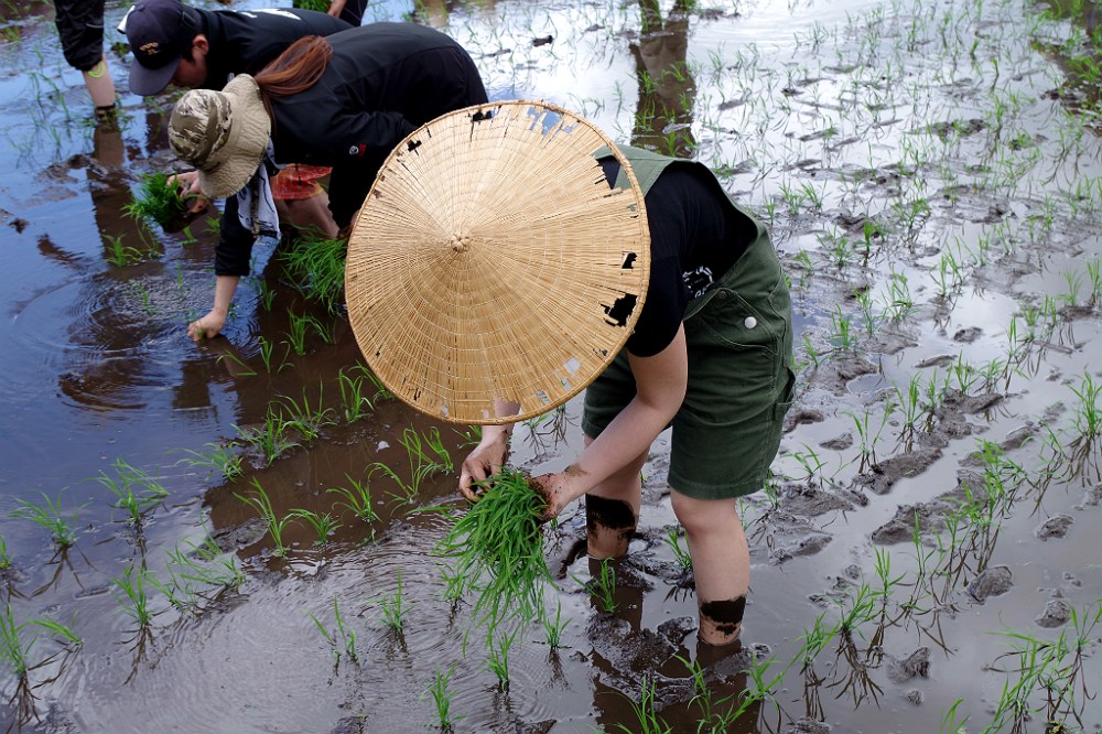 Cette rizière située dans le village d’Hakuba (Alpes japonaises) aux abords de la ville de Nagano (préfecture de Nagano) produit un riz à saké. Ses grains sont plus gros que la normale, riches en amidon et pauvres en protéines. La teneur élevée en amidon facilite la production d’alcool et la faible teneur en protéines empêche les saveurs de se décolorer dans la boisson. Par rapport aux variétés destinées à la table, son grain est plus robuste, un point important pour le polissage du grain (plus difficile à broyer notamment). Photo DR