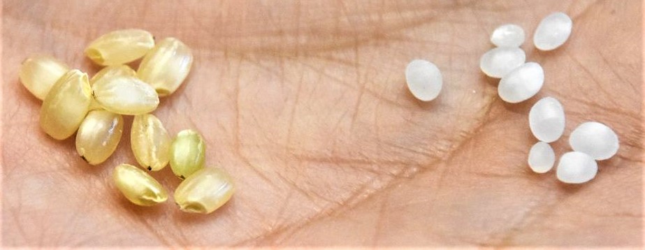 Le riz utilisé pour fabriquer le daiginjo (super-premium ginjô) est poli jusqu’à une fraction seulement de son poids d’origine. Le dewasansan (une variété de riz de première qualité de la préfecture de Yamagata utilisée pour fabriquer un ginjô) est présenté sous sa forme non polie (à gauche) et après l’étape du polissage (seimai) à 50 %