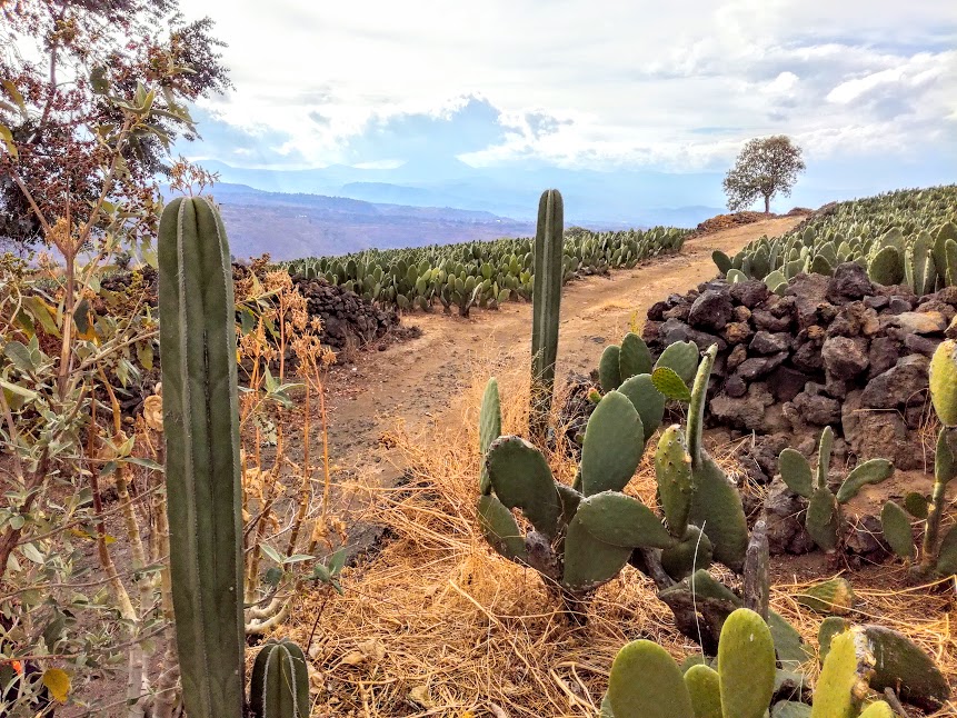 Walking the tracks between the cactus makes you forget you’re only 40 kilometers from the heart of Mexico City (Photo FC)