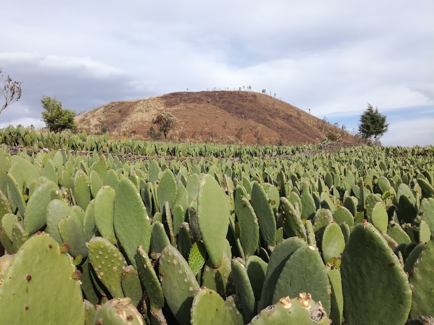The Teutli emerges out of the Nopal fields (Photo FC)