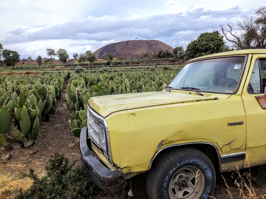 Autour du volcan Teutli, des nopaleras à perte de vue (Photo FC)