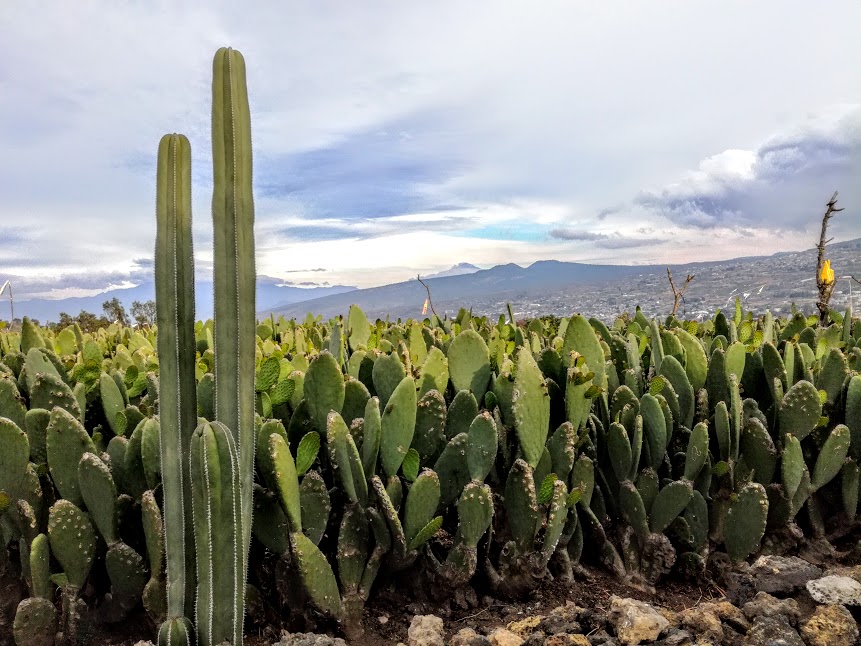 In Mexico City, the Teutli volcano is a peaceful haven. The the Nopal Cacti, emblems of Mexico seems to have been planted into infinity (Photo FC)