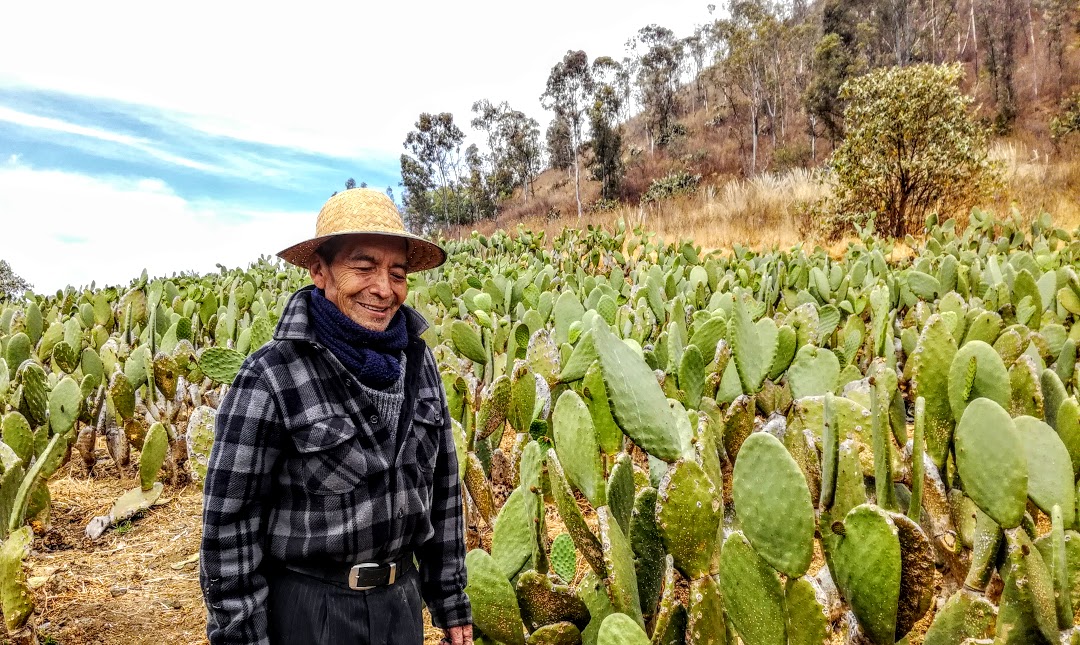 This farmer like 5000 others in the delegation of Milpa Alta happy working his Nopal field at the foot of the volcano.
