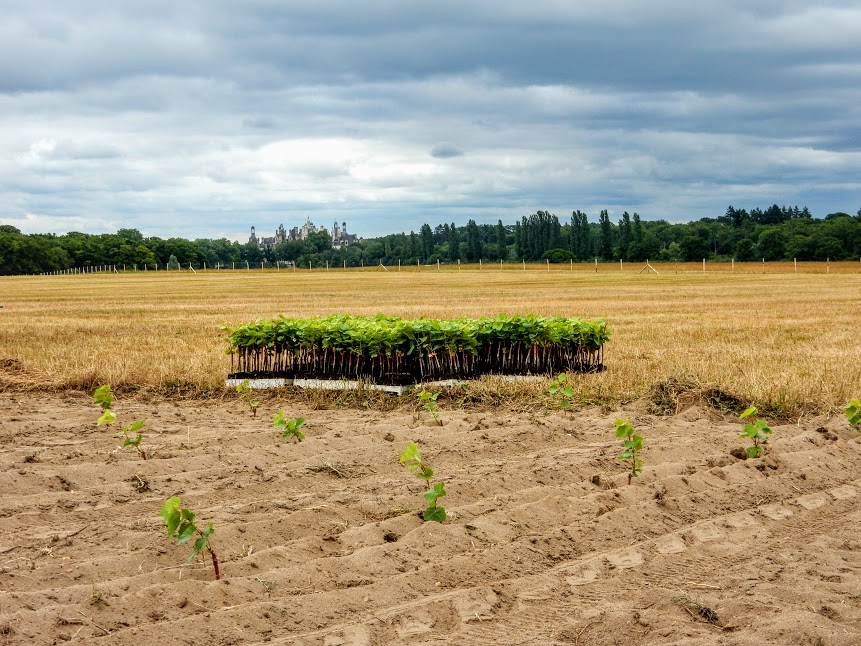 Chambord 2015 replantation du vignoble (Photo FC).JPG