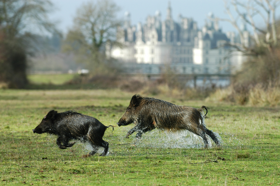 Chambord sangliers (Photo Domaine National de Chambord)