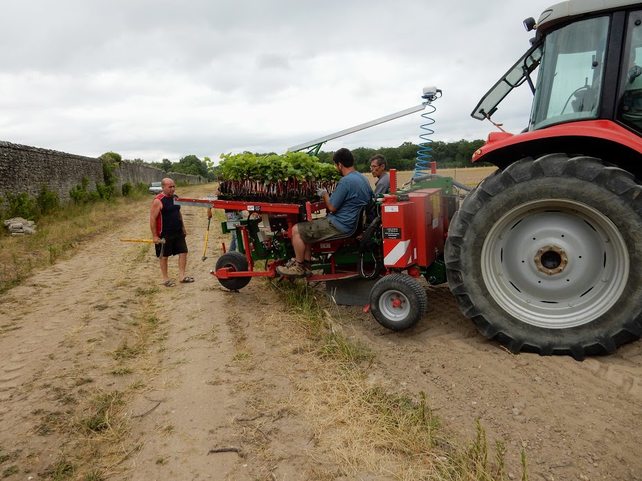 Shelting by the wall, at a little more than a kilometre from the château, in the locality called “l’Ormetrou”, 14 hectares of organic vines have been gradually planted since June 2015. The famous day of plantation (Photo FC)