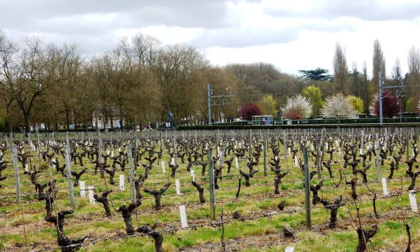 A l’orée du parc de Chenonceau, l’arrêt du train (TER Tours-Vierzon) se fait dans les vignes du château. De tours à Chenonceaux, comptez 28 minutes. Photo prise au printemps (Photo FC)