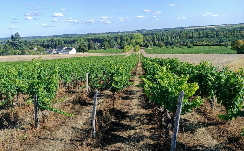 Au-dessus du château de Chenonceau, une fois passé la voie de chemin de fer et la route, s’étagent les coteaux couverts de vigne entre notamment Civray-de-Touraine et le village de Chenonceaux. On est dans l’appellation Touraine Chenonceaux qui revendique aujourd’hui, 110 ha exploités (Photo FC) 
