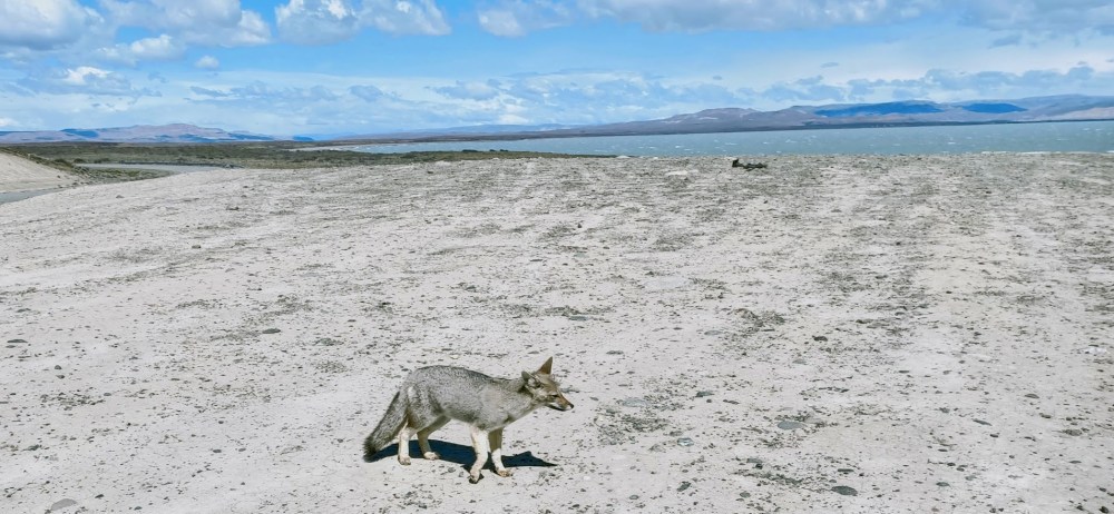 Near Parador La Leona, on the shores of Lago Viedma, an unafraid Patagonian gray fox (or
Chilla, its Chilean name) begs for a little food at a stop on Ruta 40. Photo © François Collombet