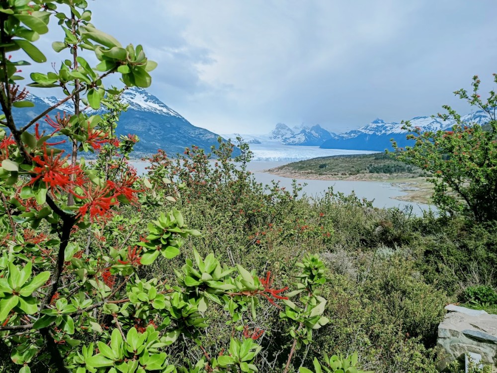 First observation of the glacier at its opposite end, at the Curva de Los Suspiros (Curve of
Sighs), so named because of the magnificent panoramic viewpoint it offers of Perito Moreno.
Photo © François Collombet